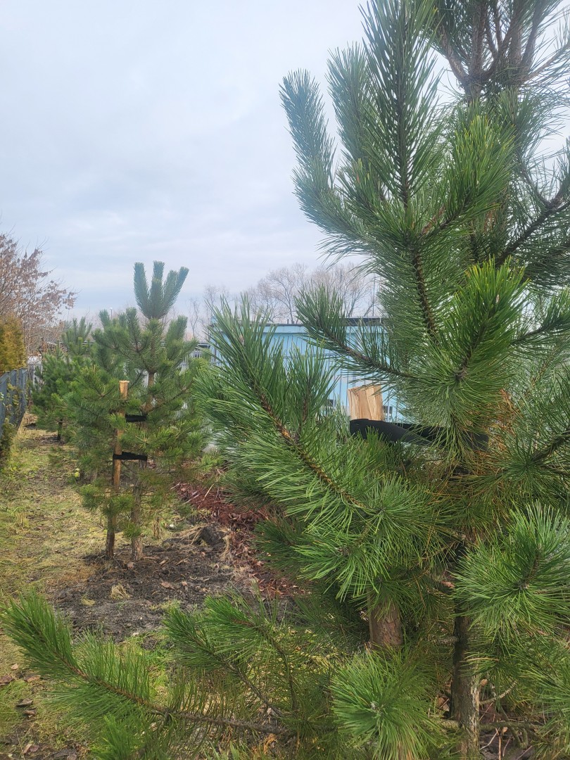 Nowa zieleń przy ul. 3 Maja – efekt programu InPost Green City