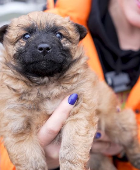 Szczeniaki do adopcji ze Schroniska PsiKot w Chorzowie